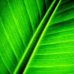 green lines