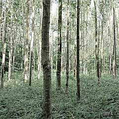 Wald
